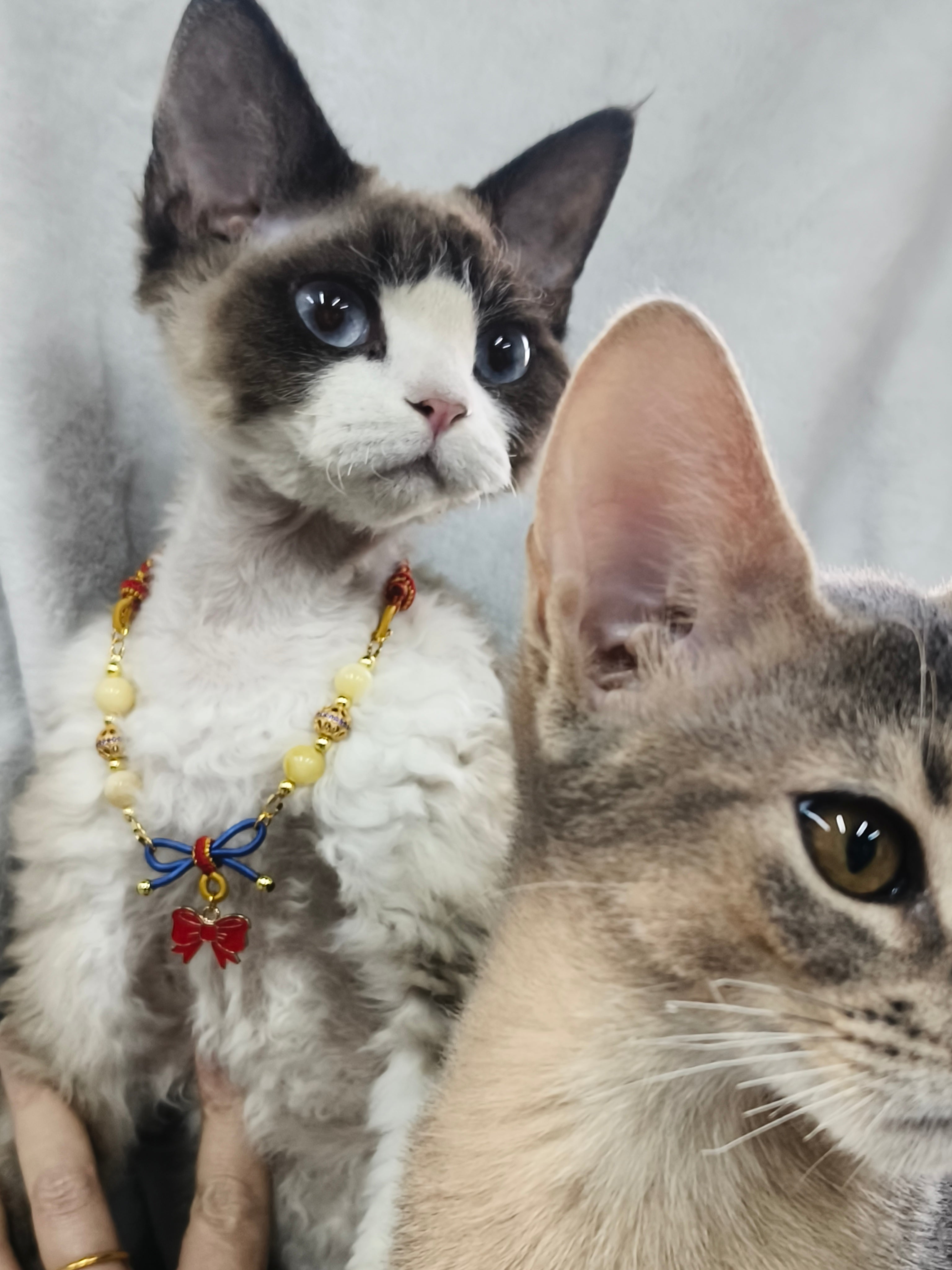 Manpo<好运倒贴>「繁弦」系列轻奢猫项链蜜蜡手链设计师手工编织